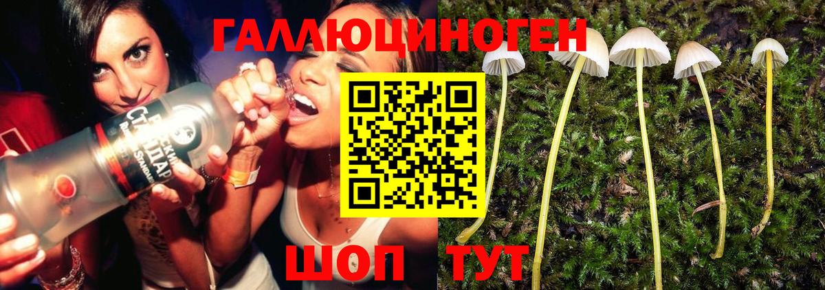 Галлюциногенные грибы Psilocybine cubensis Михайловск